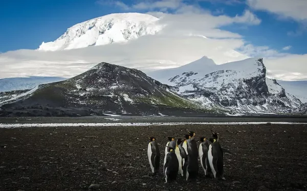 Las islas Heard y McDonald: pingüinos, focas y aranceles